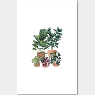 House Plants 50.1 Posters and Art